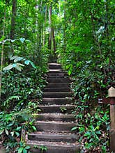 Serene and peaceful stairway in a forest