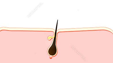 Hair growth