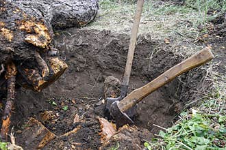 Uprooting old dry fruit tree in garden. Large pit with severed tree roots. Fallen apple tree lies next to hole.