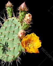 Prickly pear cactus flower close up on black background