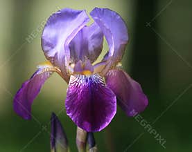 Purple and blue colored bearded iris closeup.