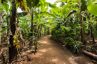 Village`s main street beetween banana plantation in Marangu, Tanzaniam, Africa