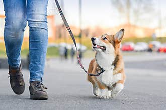 Happy welsh corgi pembroke dog portait on a leash during a walk in the city center, focused on the owner