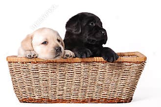 Labrador puppies