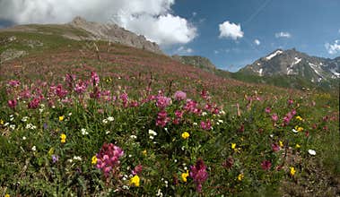 Alpine sainfoin Hedysarum hedysaroides filling alpine meadow in Malbun, Liechtenstein