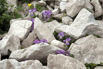 Mountain pansies, Viola cenisia tentative, on scree above Malbun, Liechtenstein