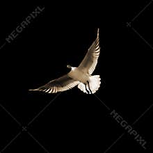 Seabird