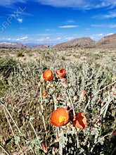 Orange desert globemallow flowers along a walking trail in Las Vegas, Nevada