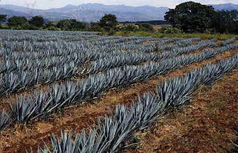 Blue agave for tequila production in Jalisco state