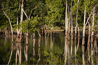 Trees in the lake and their reflections
