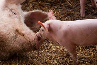 Small piglet and adult pig in a farm.Domestic animal