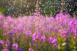 Fireweeds under the raindrops in the summer sun
