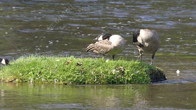 Two canada geese preening beside the madison river in yellowstone national park