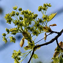 Maple Tree Flowers in Early Spring