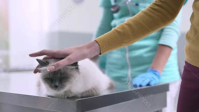 Pet owner cuddling her cat at the veterinary clinic