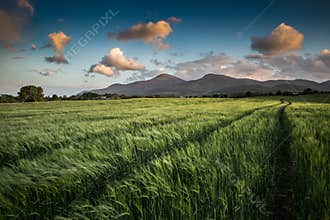 Grassland landscape in Maghera N.Ireland