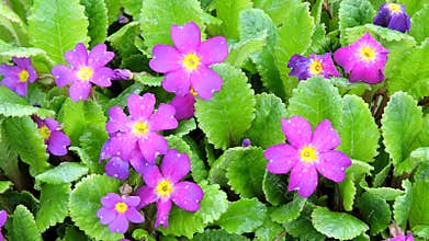 Drops of spring rain fall on beautiful purple violets and green leaves. Flowers in the rain.