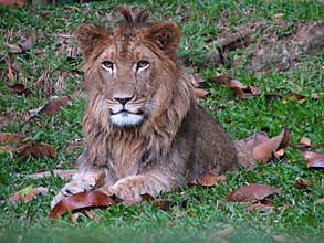 Lion sitting calmly playing with the leaves closeup.