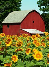 Sunflower farm