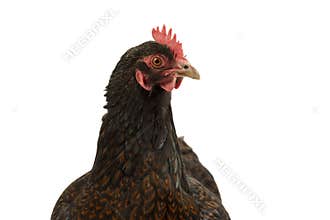 Portrait of a Barnevelder hen chicken, golden laced with black close up from the head isolated on a white background
