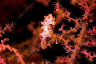 Pygmy seahorse facing camera
