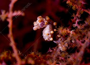 Pygmy seahorse side profile