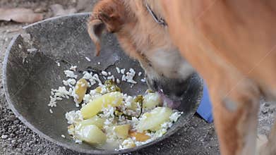 Hungry brown female dog eating left over food on broken metal pan