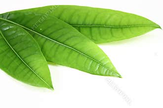 leaves
