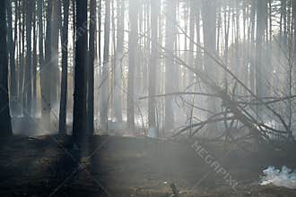 Scorched forest after fire