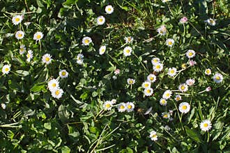 Wild small daisies in grass of the meadow for biodiversity