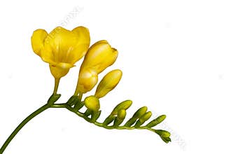 Yellow freesia blooms