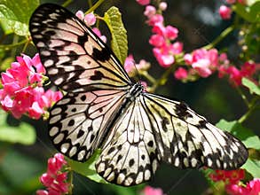 Butterfly on Flowers