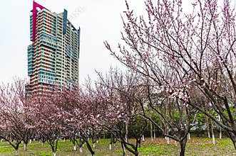 Cityscape of Changchun City in in Spring