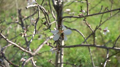 Bee landing on almond tree flower and flying away