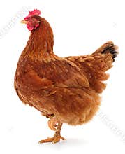 Brown hen isolated