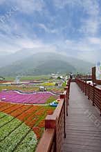 Flower season of taiwan