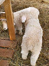 Farm small animals baby sheep