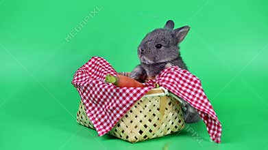 Rabbit on green screen background. Spirit animal and clever pet
