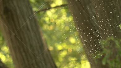 Swarm of tiny insects in slow motion.