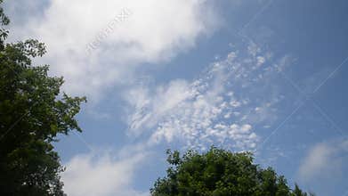 Trees and cloudy sky in a windy summer day in Maine