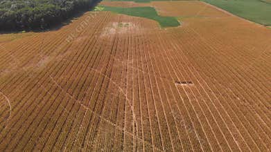 Corn field in late summer. Aerial farming landscape.