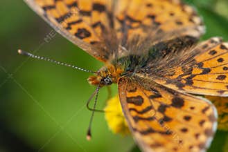 Alpine hairy close-up butterfly with a eye like soccer ball on yellow flower