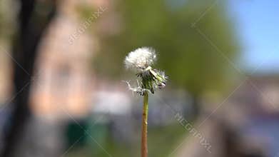 Fluffy dandelion close-up, man blows it away