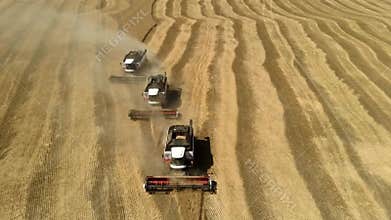 Combines in the field. Aerial view of harvesters. Season of gathering crops.