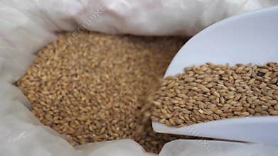 Closeup of some malt in slow motion, before starting brewing