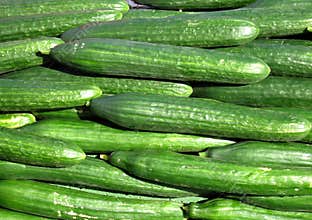 Cucumber