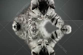 Kitten