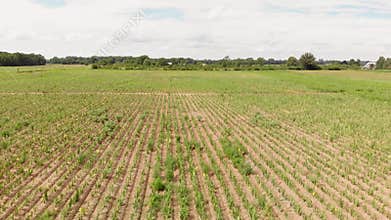 Field with yellow gladiolus flowers. Flower farming. Aerial view.