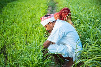 Indian farmers working in green agriculture field, man and woman works together pick leaves, harvesting , village life.