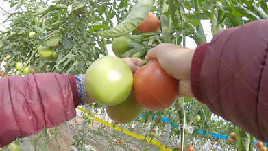 Hands Picking Tomatoes